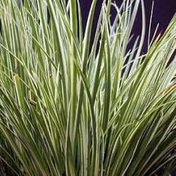 Acorus gramineus variegatus