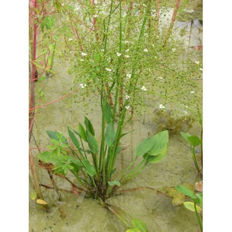 Alisma plantago aquatica