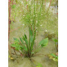 Alisma plantago aquatica