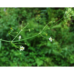 Alisma plantago aquatica