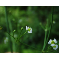 Alisma plantago aquatica