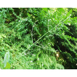 Alisma plantago aquatica