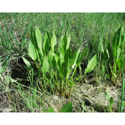 Alisma plantago aquatica