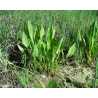 Alisma plantago aquatica