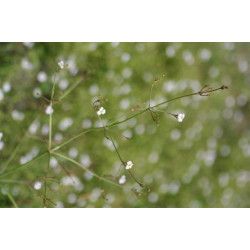 Alisma plantago aquatica