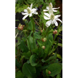 Amenopsis californicum