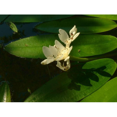 Aponogeton distachyos