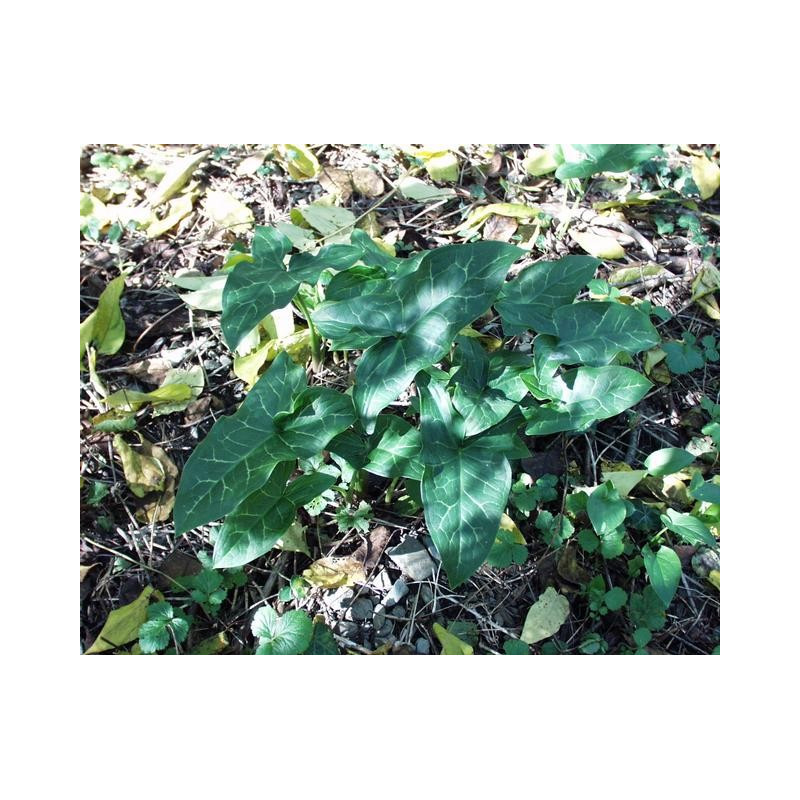 Arum italicum