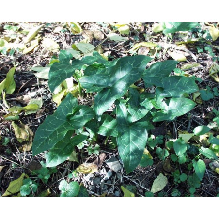 Arum italicum