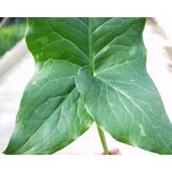 Arum italicum