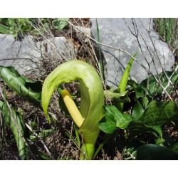 Arum italicum