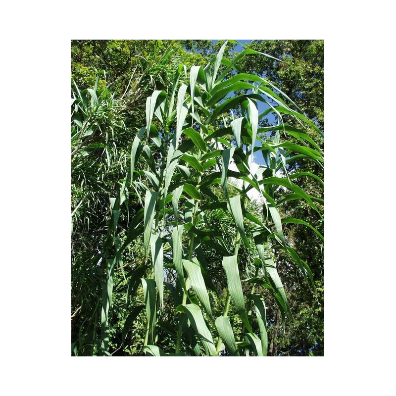Arundo donax (variegata) pot 3L