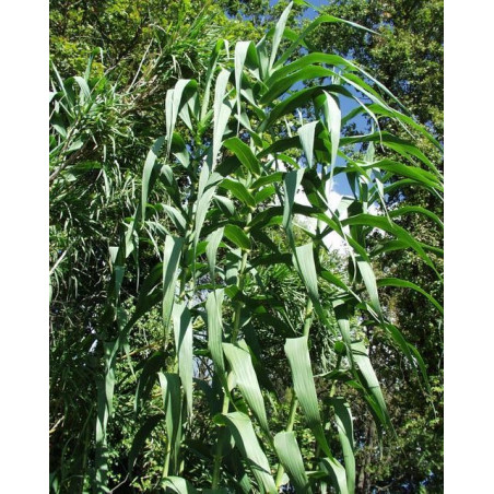 Arundo donax (variegata) pot 3L