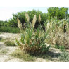 Arundo donax (variegata) pot 3L