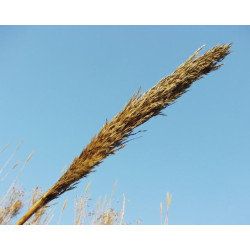 Arundo donax (variegata) pot 3L