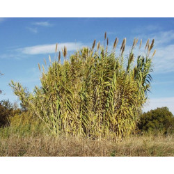 Arundo donax (variegata) pot 3L