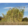 Arundo donax (variegata) pot 3L