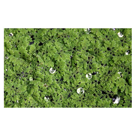 Azolla caroliniana