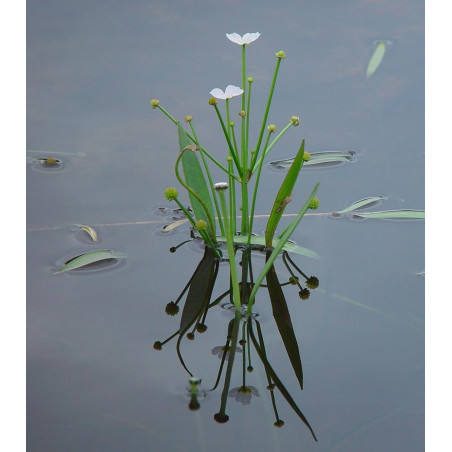 Baldellia ranunculoides