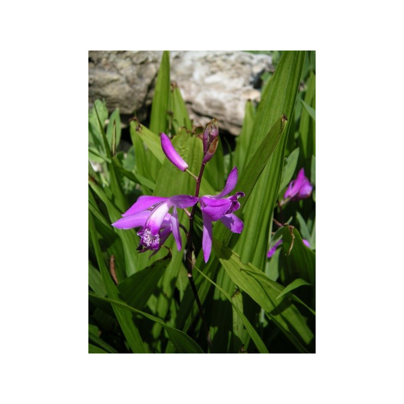 Bletilla striata