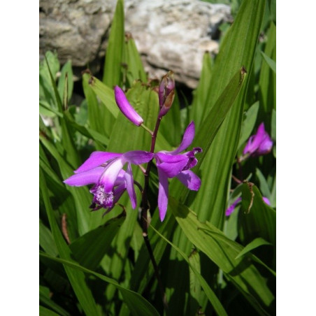 Bletilla striata