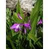 Bletilla striata