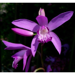 Bletilla striata