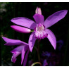 Bletilla striata