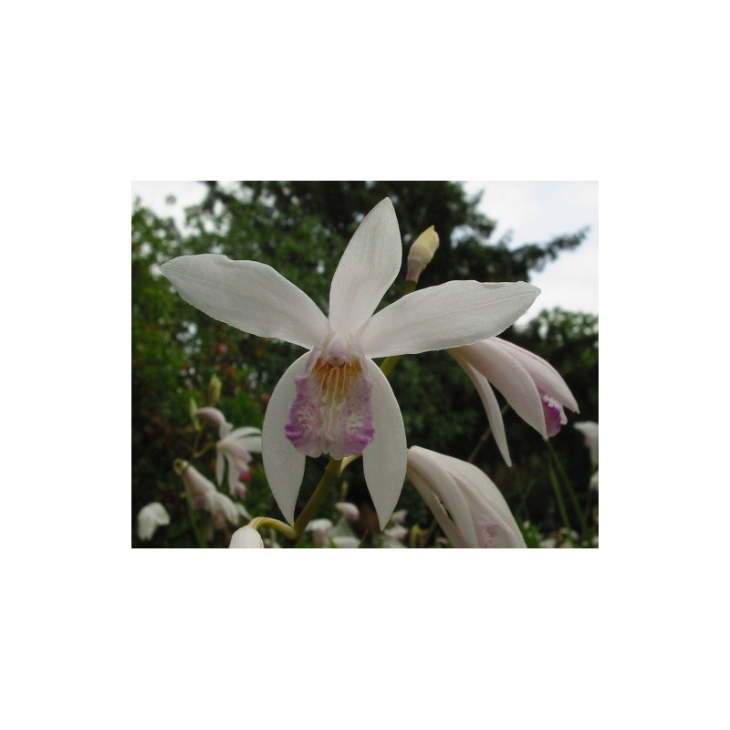 Bletilla striata alba