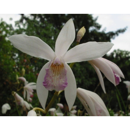 Bletilla striata alba