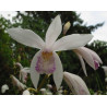 Bletilla striata alba