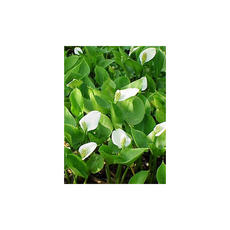 Calla palustris