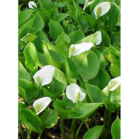 Calla palustris