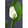 Calla palustris