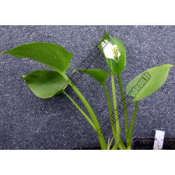 Calla palustris