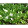 Calla palustris