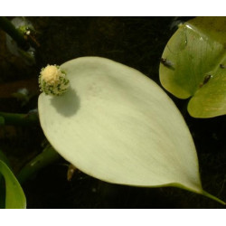 Calla palustris