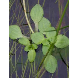Callitriche stagnalis