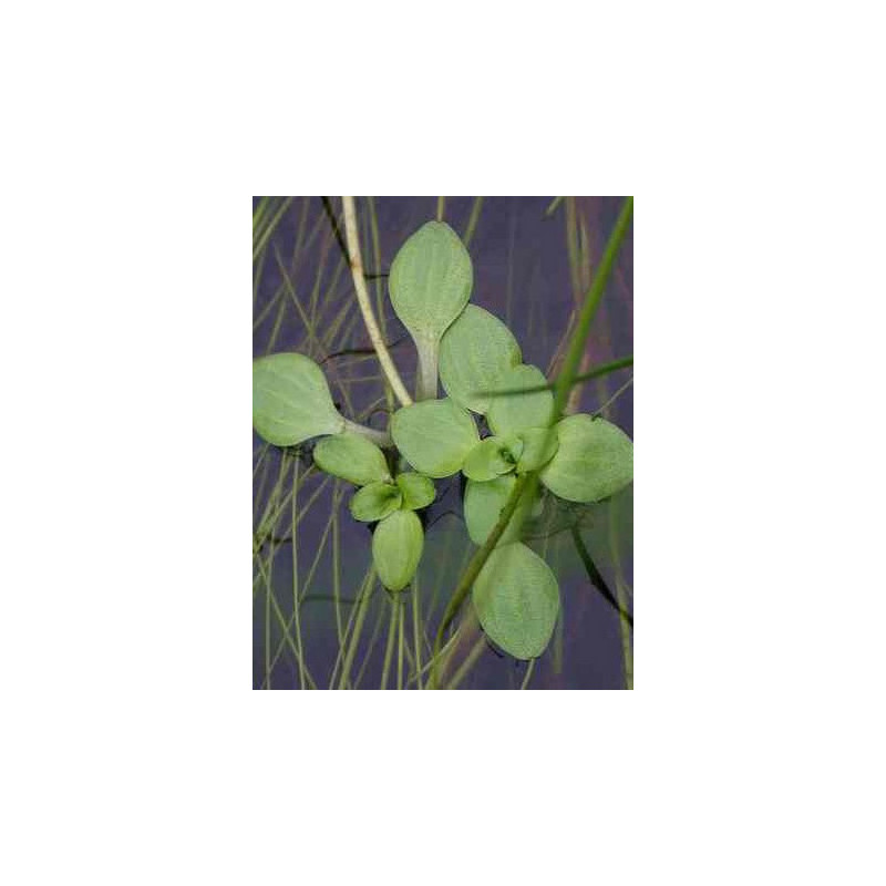 Callitriche stagnalis