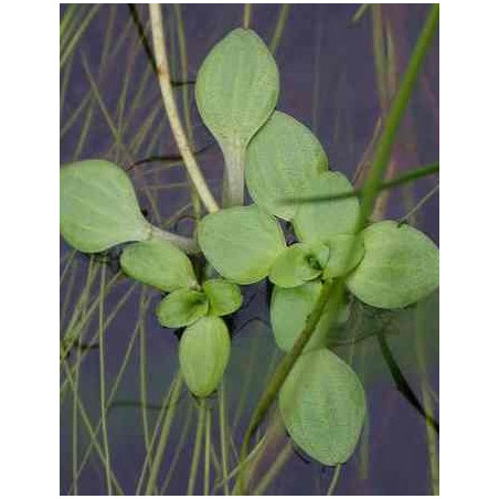 Callitriche stagnalis