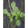 Callitriche stagnalis