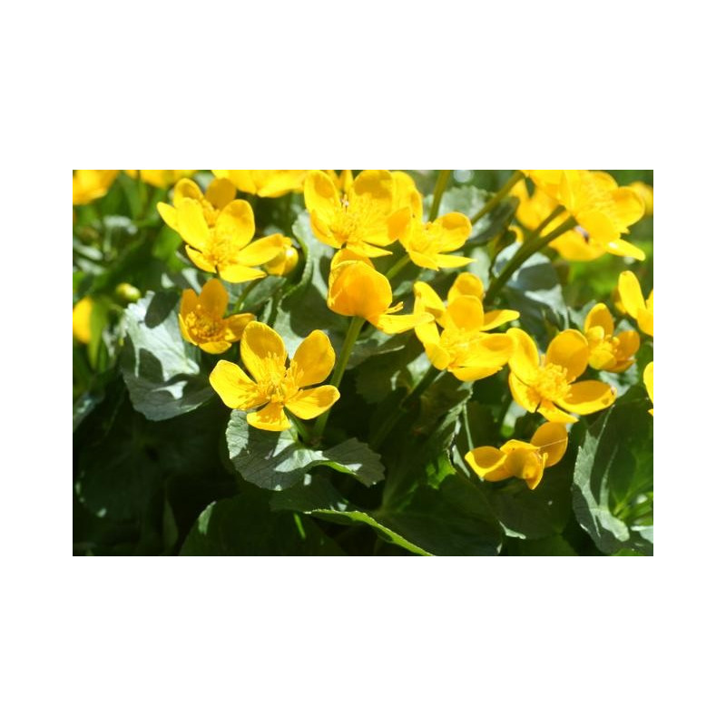 Caltha palustris