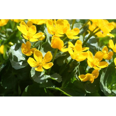 Caltha palustris