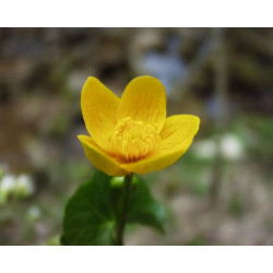 Caltha palustris