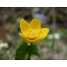 Caltha palustris