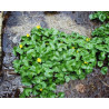 Caltha palustris