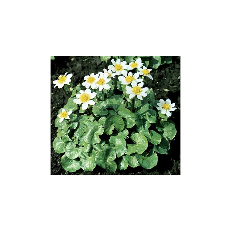 Caltha palustris alba