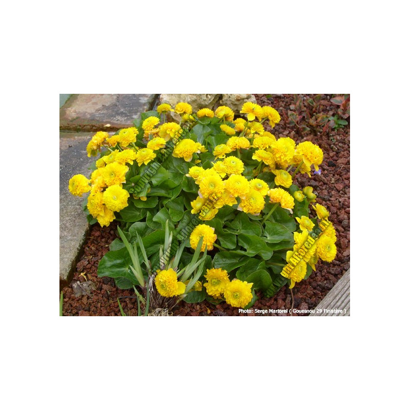 Caltha palustris multiplex
