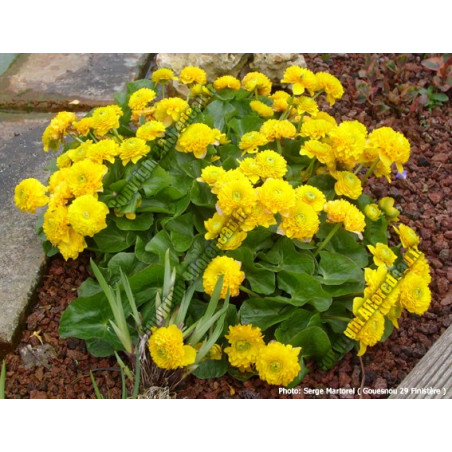 Caltha palustris multiplex