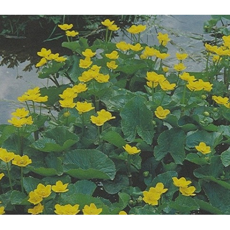 Caltha polypetala